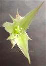  Flower (open)